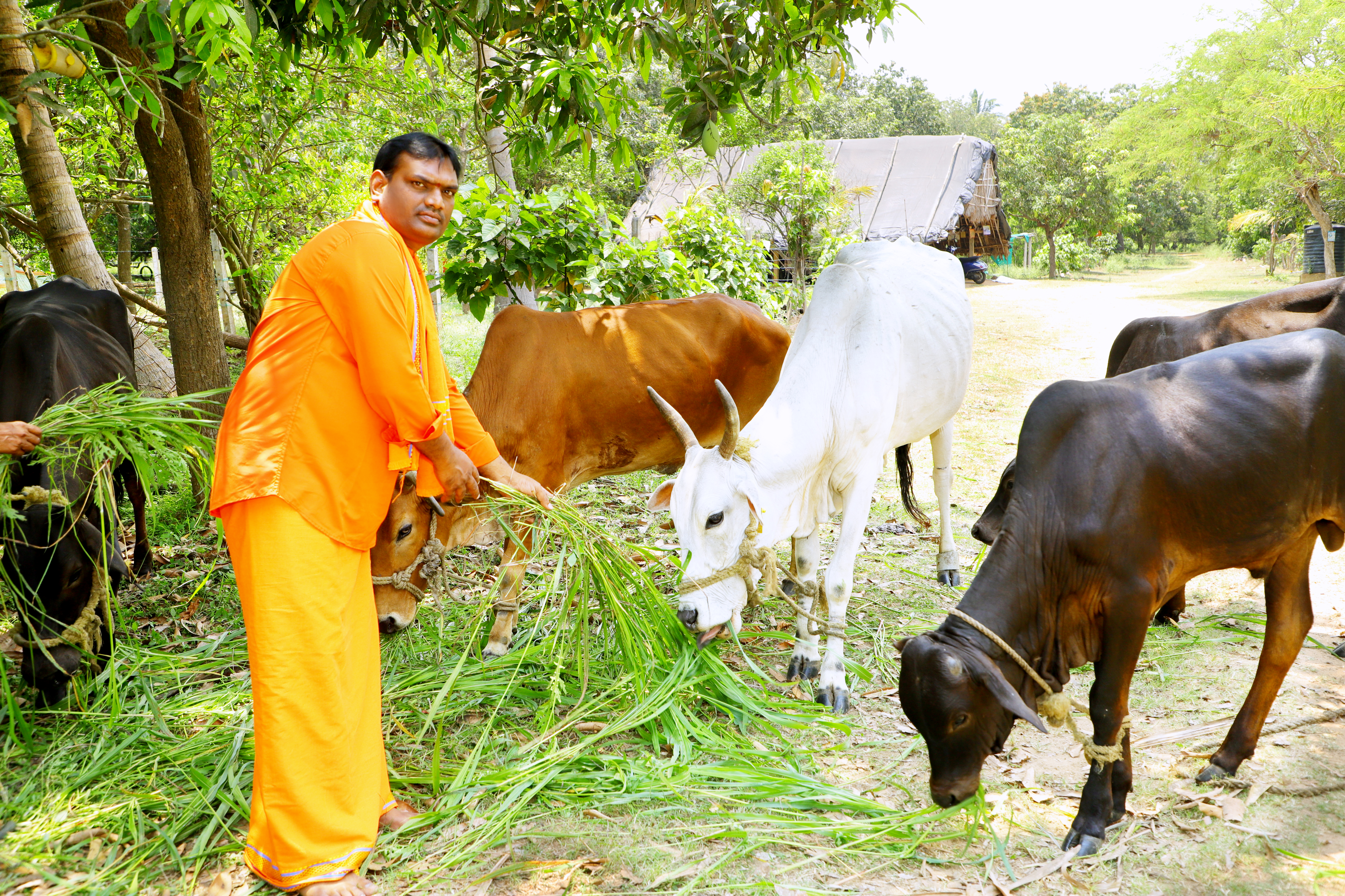 Founder feeding holy cows
